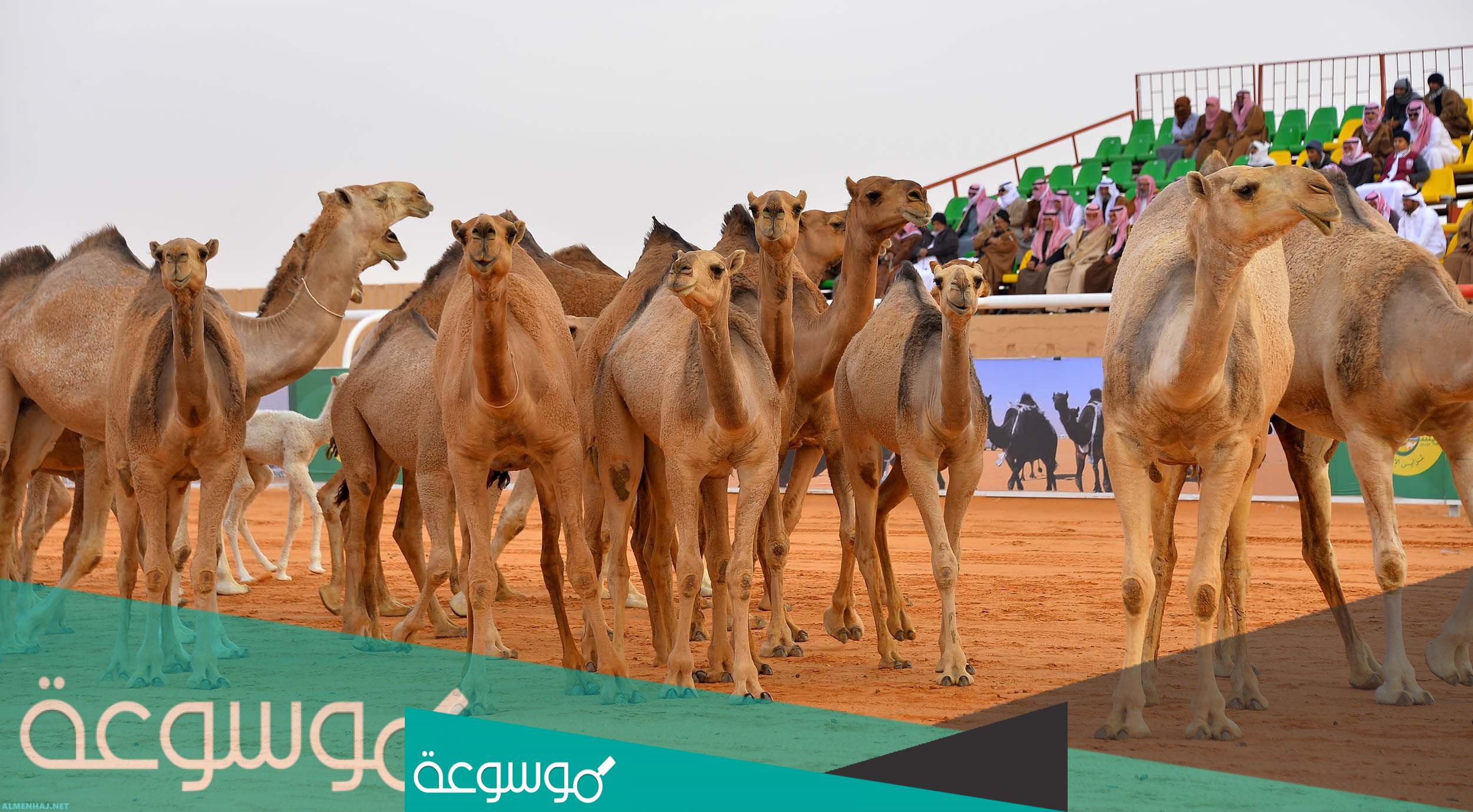 نتائج مزاين الملك عبدالعزيز 1443