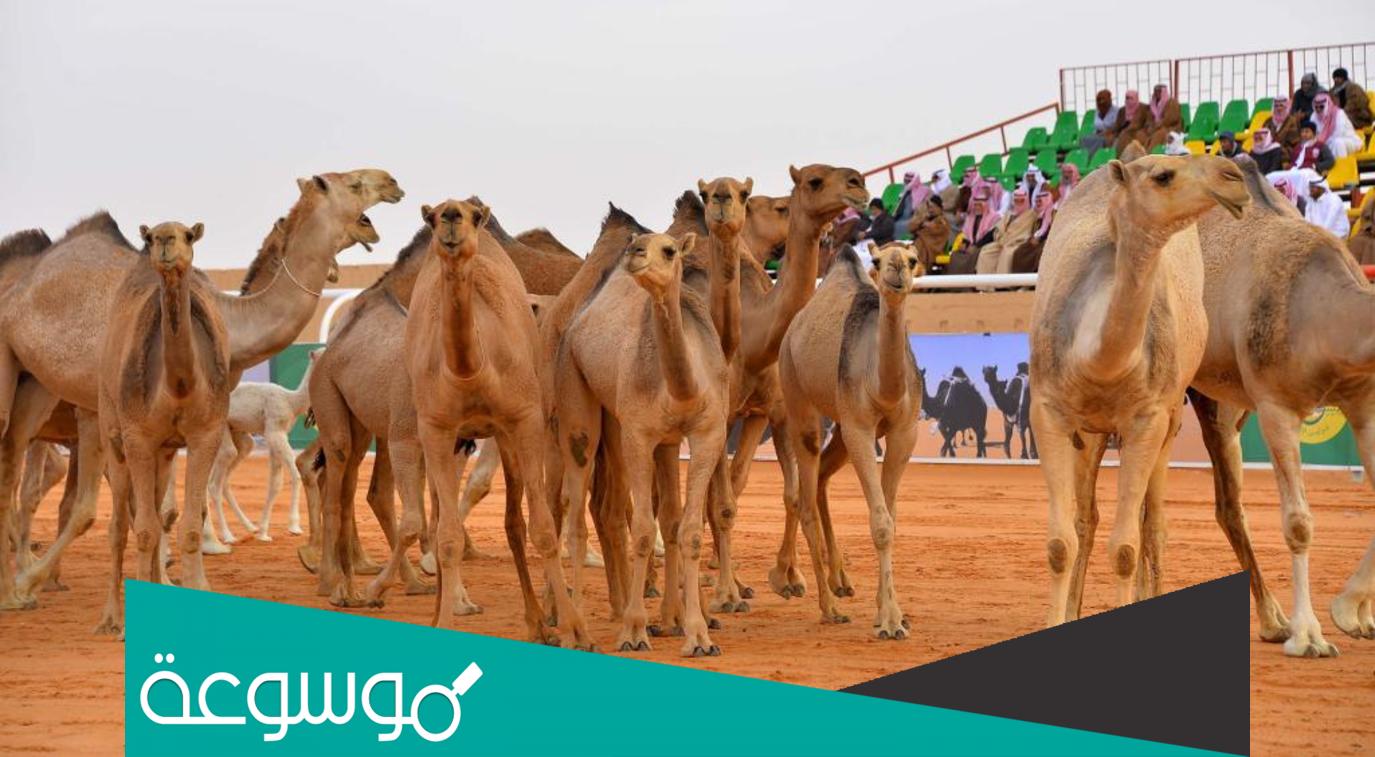 نتائج مسابقة الشداد في المزاين