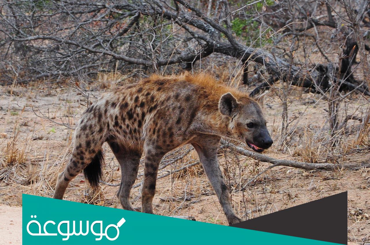 هل الحمار يخاف من الضبع