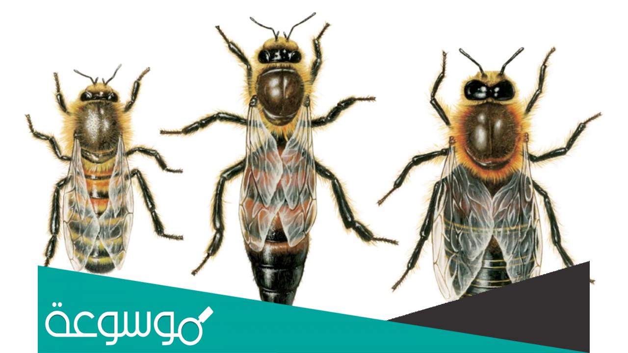 تفسير رؤية النحل في المنام حسب تفسير ابن سيرين