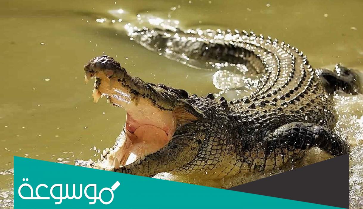 تفسير رؤية التمساح في المنام حسب تفسير ابن سيرين