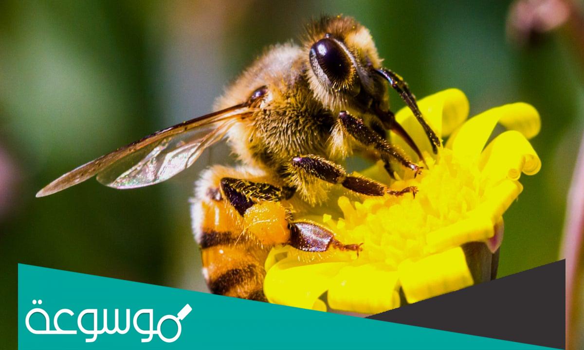 يفضل شراء النحل في اي شهر