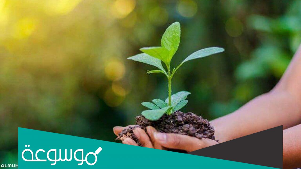 لماذا سمي اسبوع الشجرة