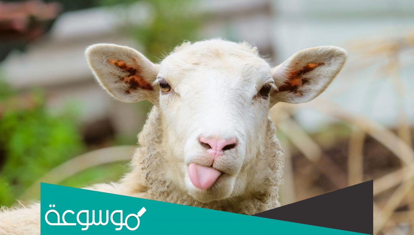 تفسير رؤية الكبش في المنام حسب تفسير ابن سيرين