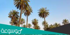 كم عدد نخيل واحه الاحساء؟