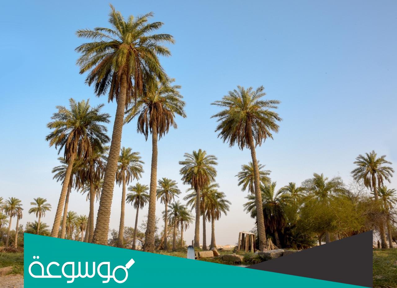 كم عدد نخيل واحه الاحساء؟
