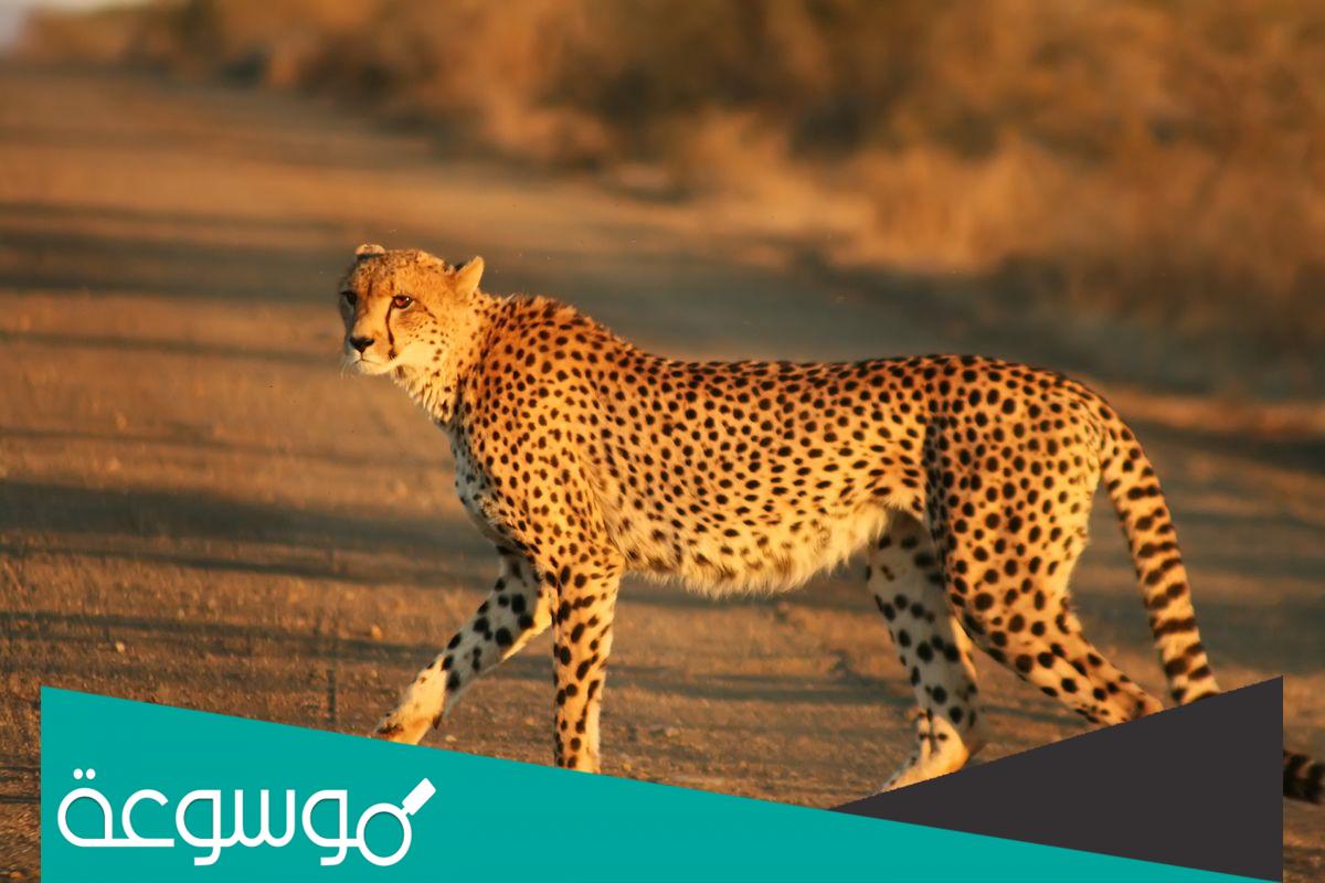 تفسير رؤية الفهد في المنام للعزباء والمتزوجة