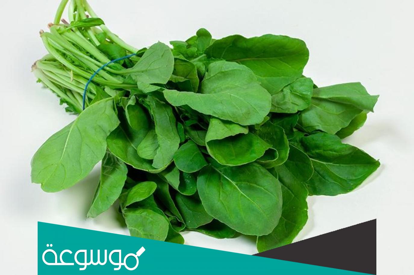 ما هي فوائد الجرجير للجسم والصحة بشكل عام