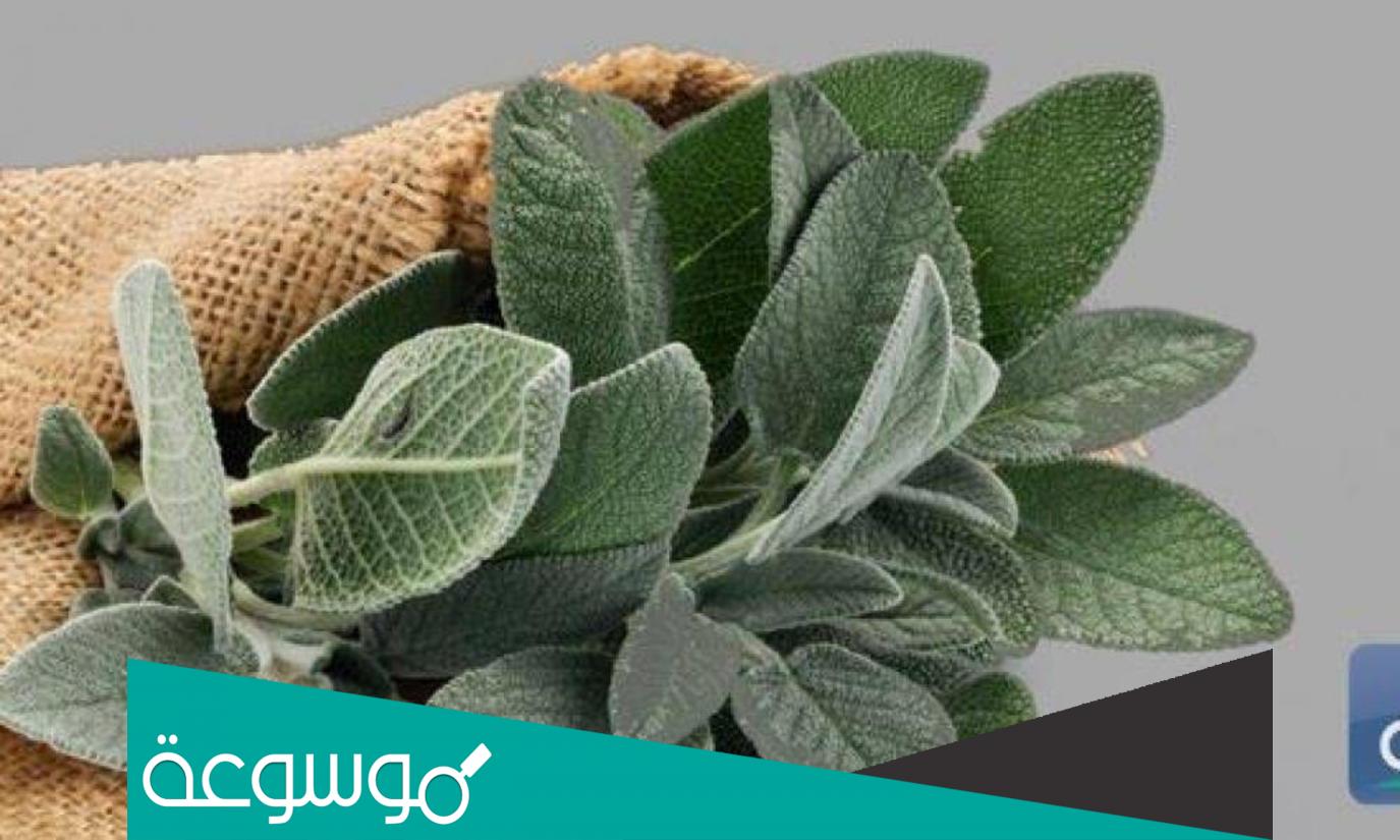 فوائد الميرمية وطرق استخدامها وأهم المعلومات عنها