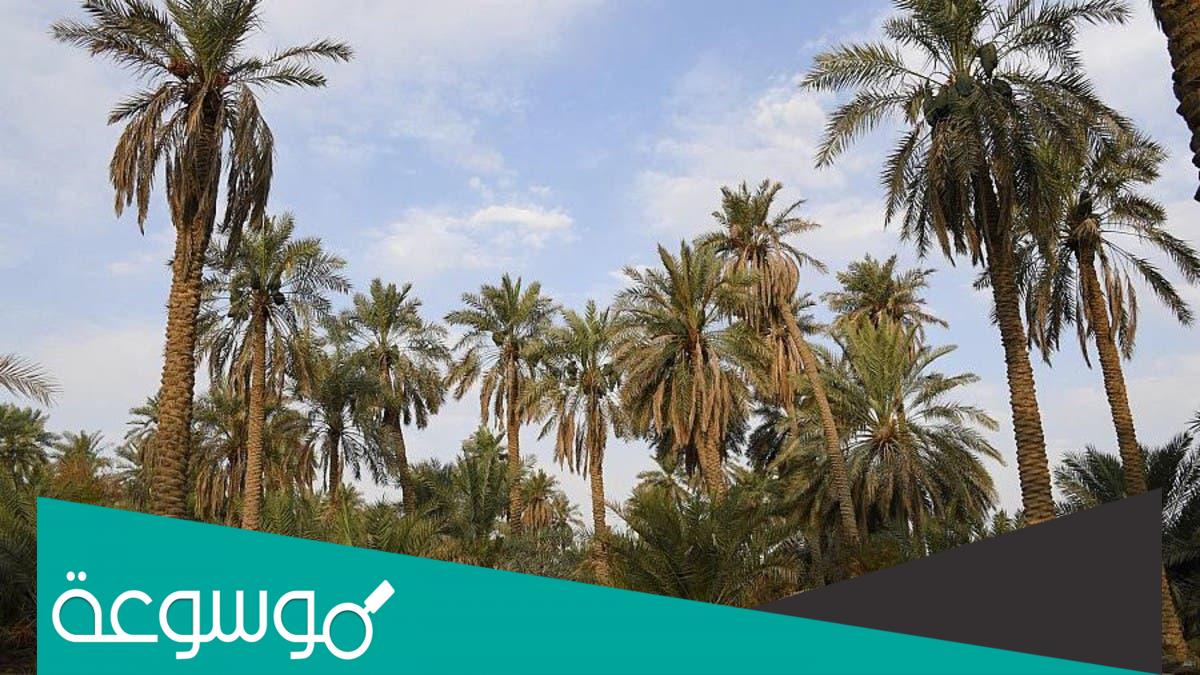 ما هي اكبر واحه نخيل في العالم؟