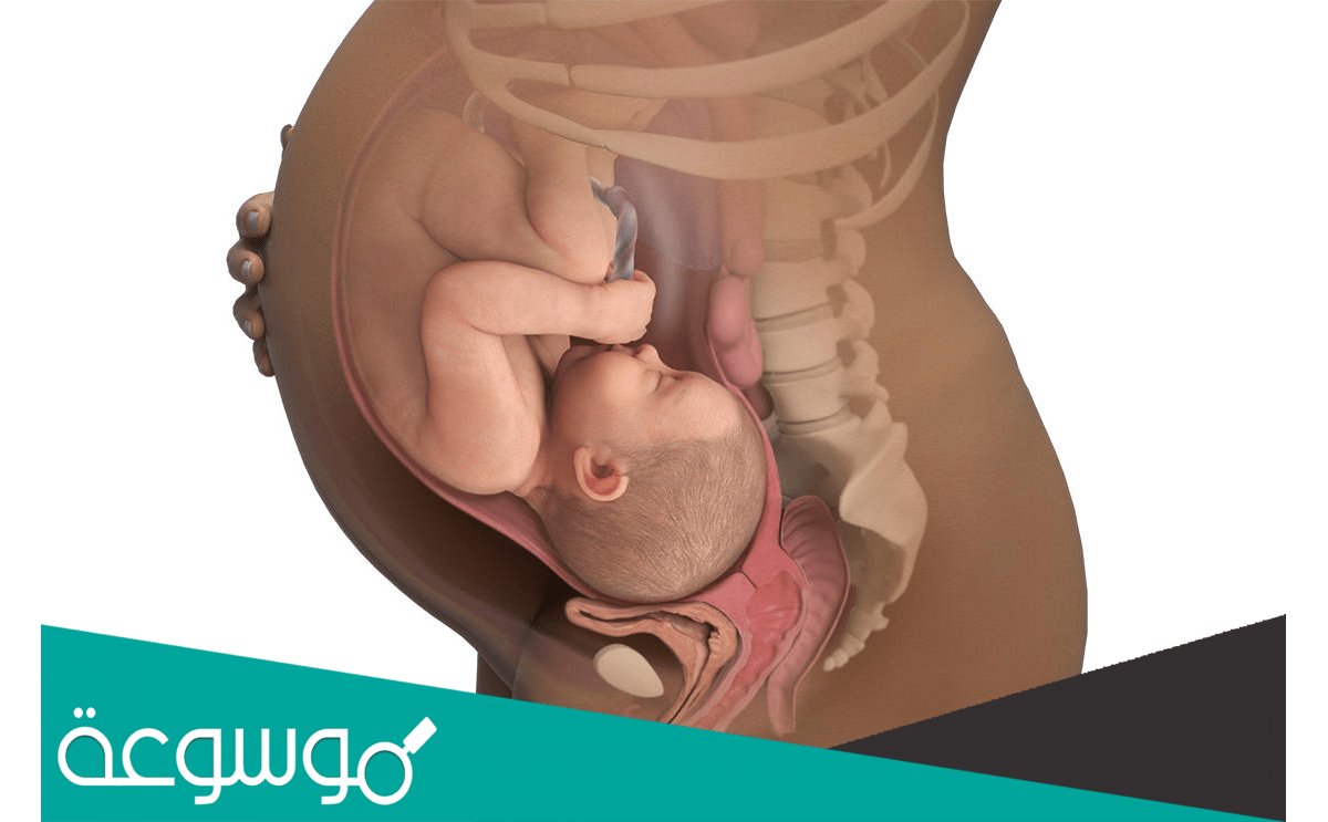 ما هي أعراض الحمل في الشهر الثامن وتغيرات الجنين الرئيسية