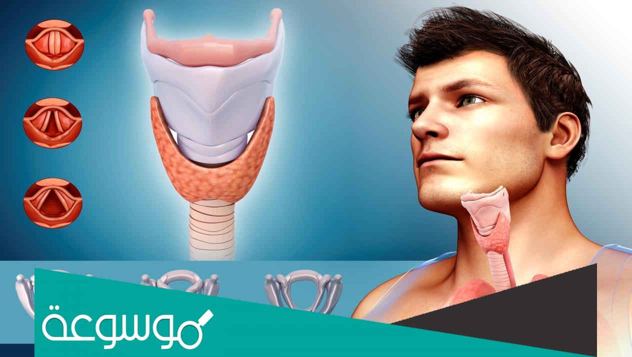 كم عدد الحبال الصوتية