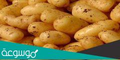 هل البطاطا تزيد الوزن وما فوائدها للصحة بشكل عام