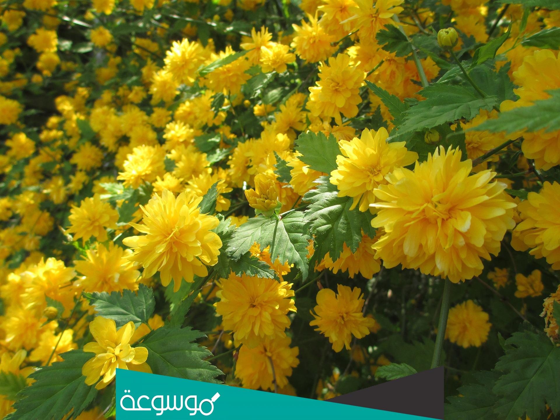 الورد الاصفر ماذا يعني