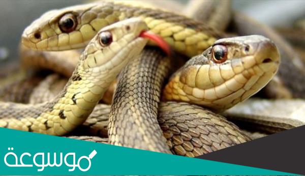 اين توجد حاسة الشم عند الثعبان