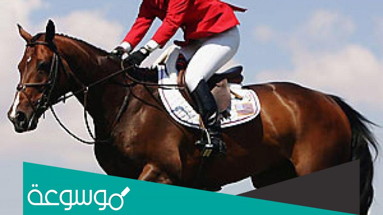 سلبيات وايجابيات ركوب الخيل وأهمية تعلم ركوب الخيل
