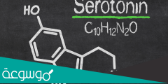 معلومات عن هرومون السيروتونين ووظائفه في الجسم