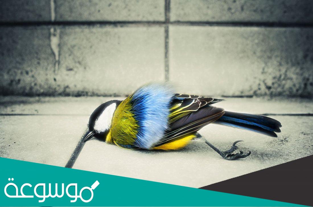 تفسير رؤية الطير الميت في المنام تفسيرات عامة