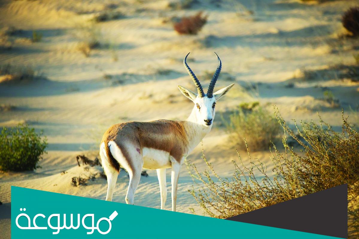 محميات المها العربي في قطر