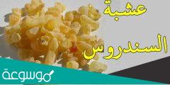 ما هي فوائد السندروس للصحة وطريقة استخدامه واضراره