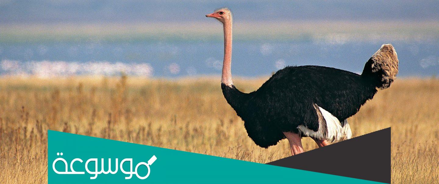 ما طريقه واسرار تربية النعام الصحيحة وأهم المعلومات