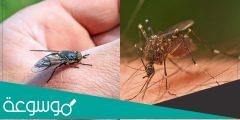 مقدمة عن انتشار البعوض والذباب