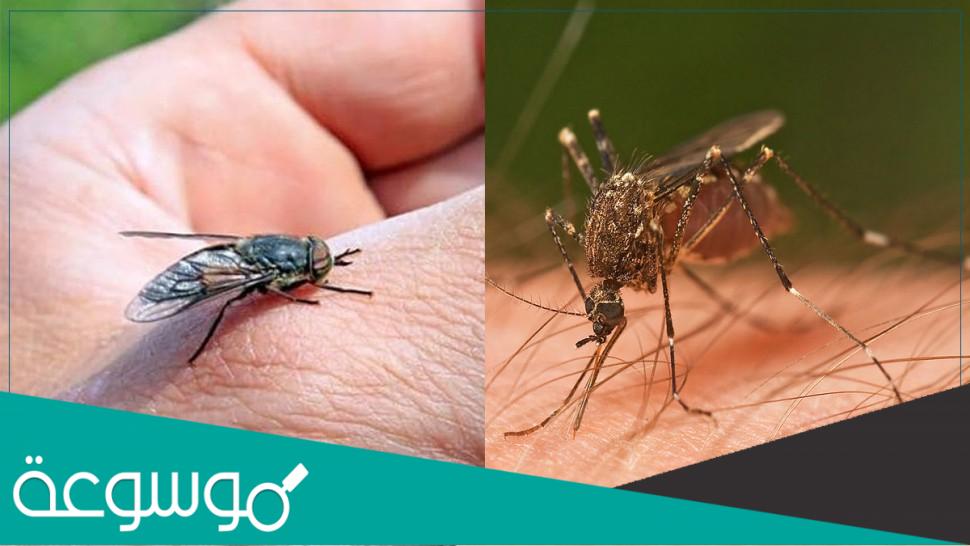 مقدمة عن انتشار البعوض والذباب