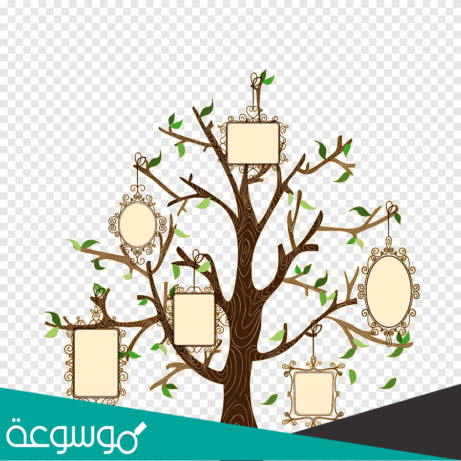 كيف أبحث في شجرة العائلة وكيف أرسمها