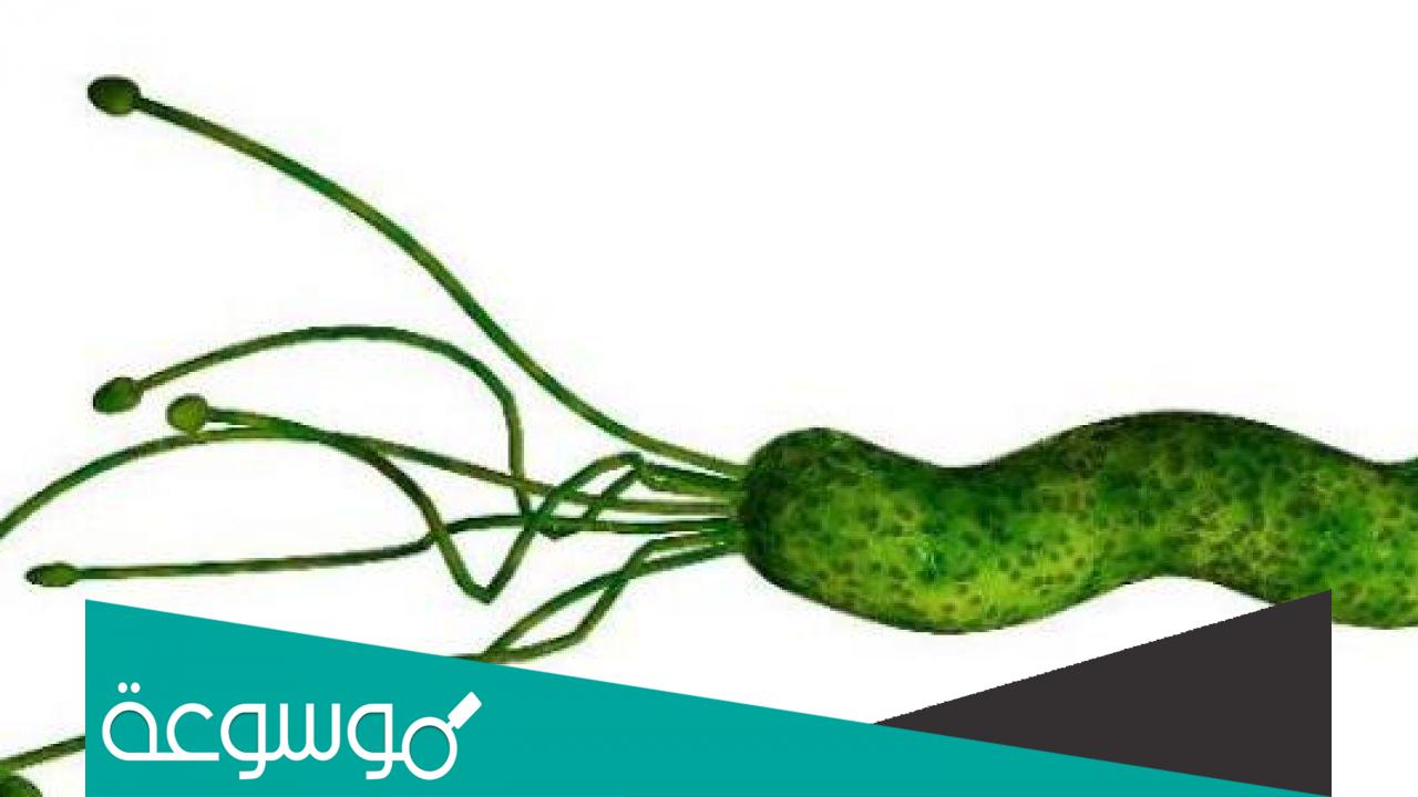 كيفية علاج جرثومة الحمل بسرعة وما هي أسبابها
