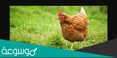 أفضل أنواع الدجاج البياض في السعودية