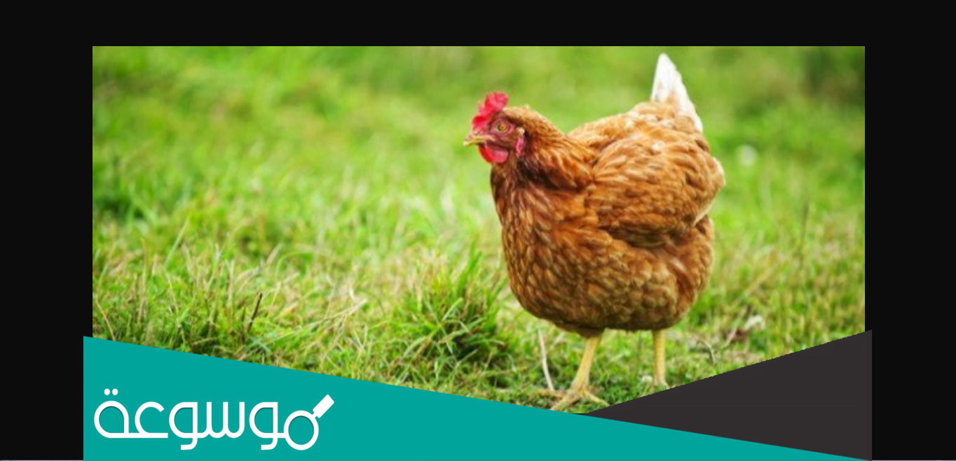 أفضل أنواع الدجاج البياض في السعودية