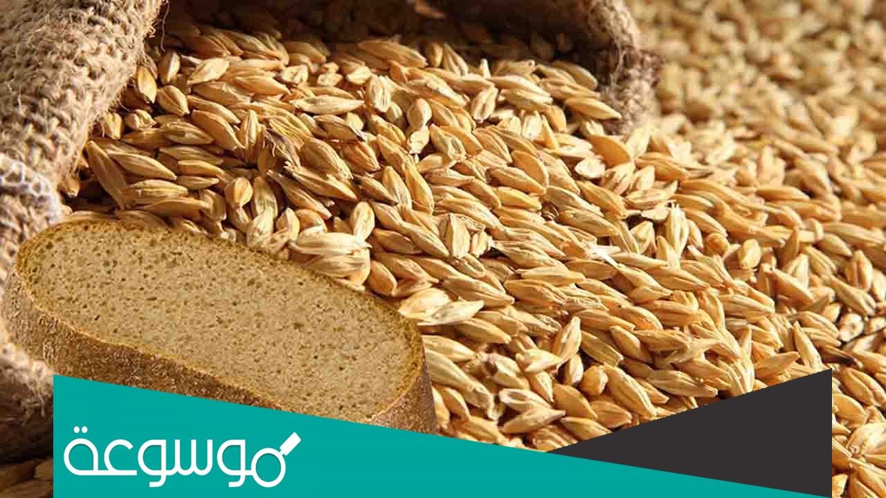 أيهما أفضل للرجيم القمح أم الشعير