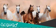 اسامي انواع الخيول
