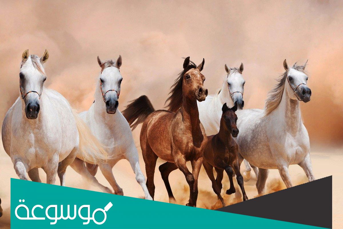 اسامي انواع الخيول