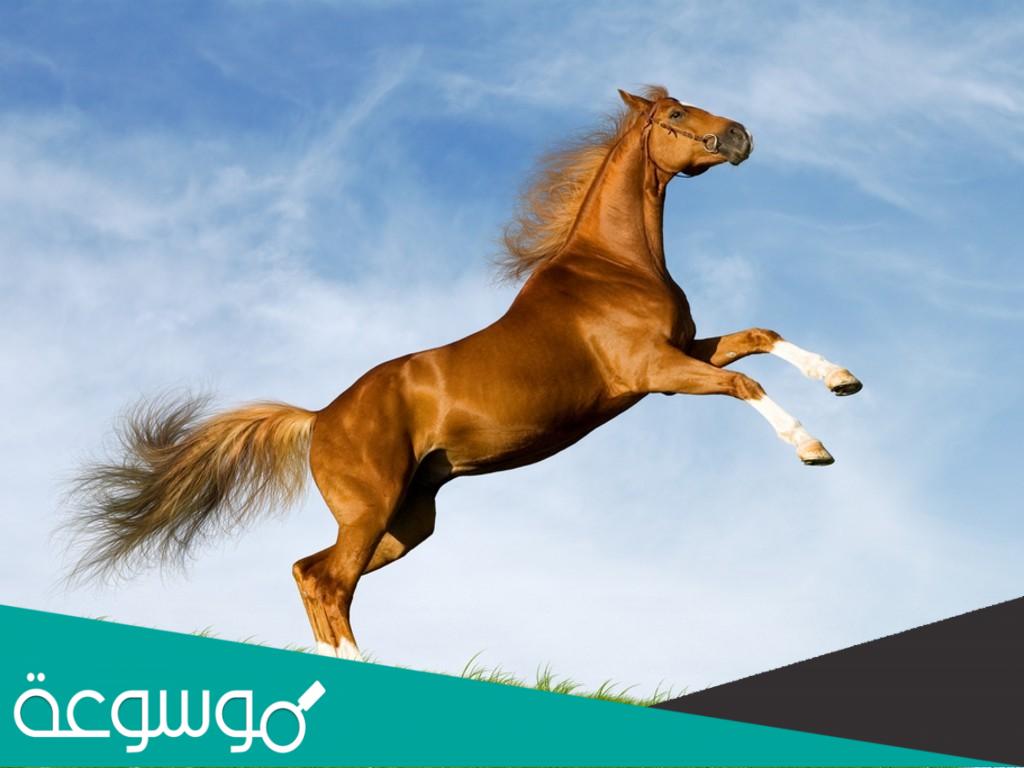 فرس الامام سعود