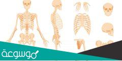 اطول عظمة في جسم الانسان
