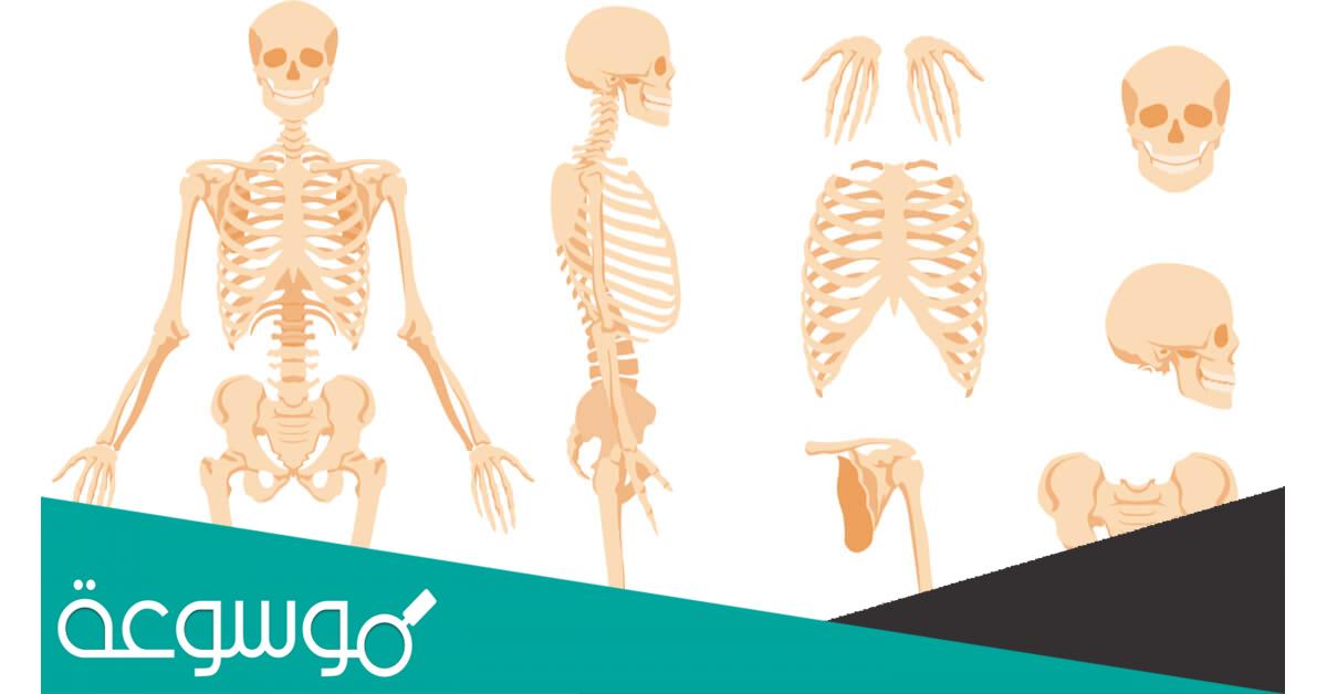 اطول عظمة في جسم الانسان