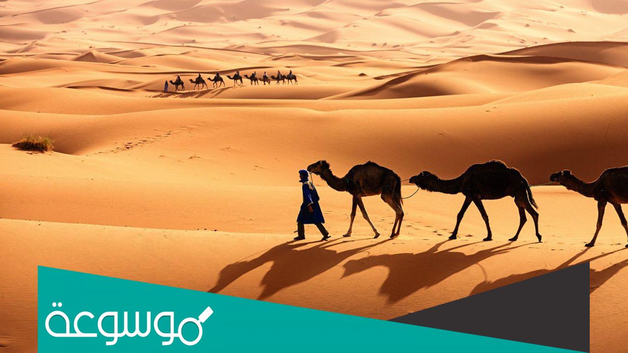 الطويان وش يرجعون، اصل عائلة الطويان