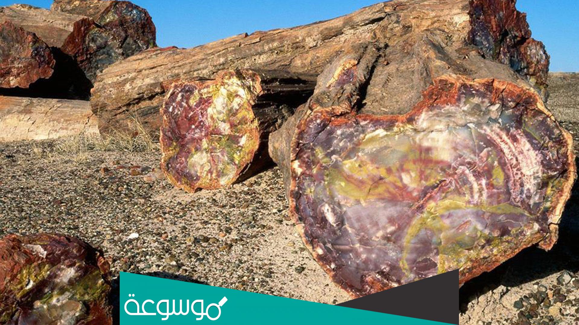 قصة الغاب المتحجرة