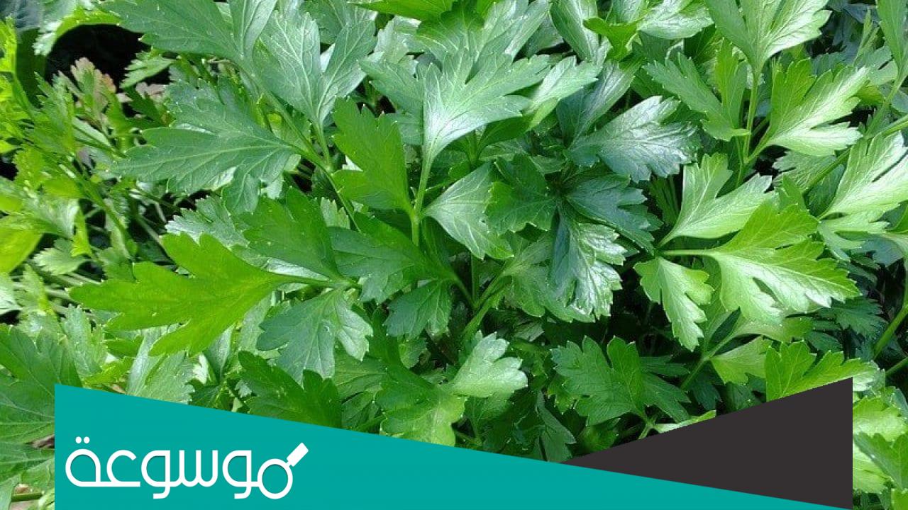 ما هي فوائد البقدونس للحمل وقيمته الغذائية