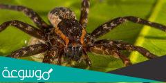 بحث عن فوائد العنكبوت