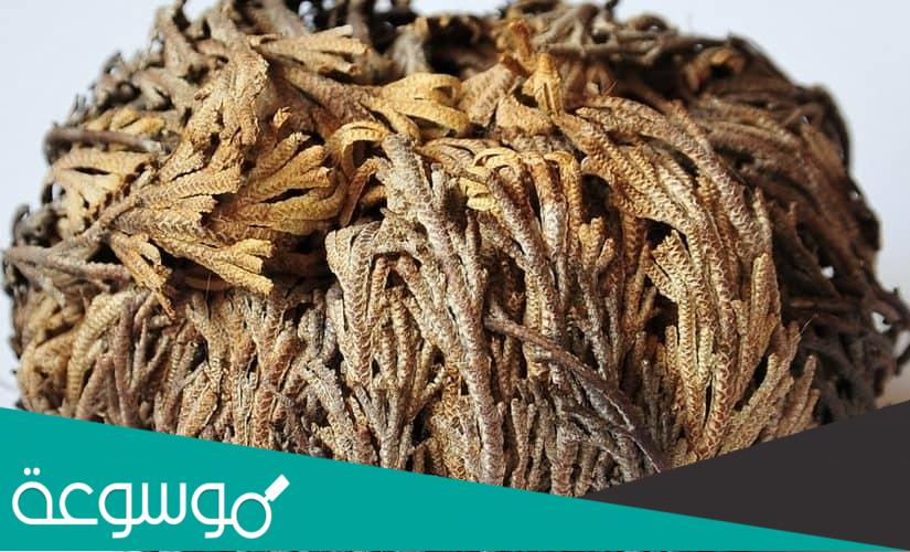 تجاربكم مع عشبة كف مريم للحمل