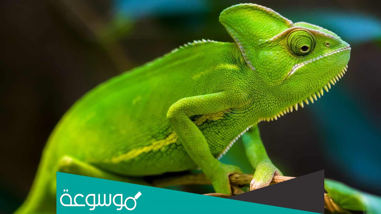 تفسير رؤية الحرباء الخضراء للفتاة العزباء لابن سيرين