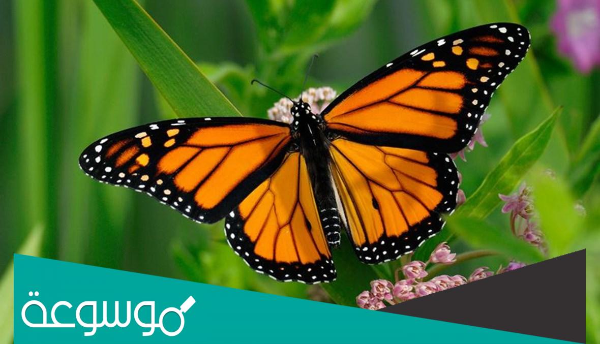 دورة حياة الفراشة