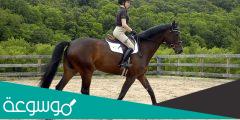 نصائح قبل ركوب الخيل للحماية من الإصابة