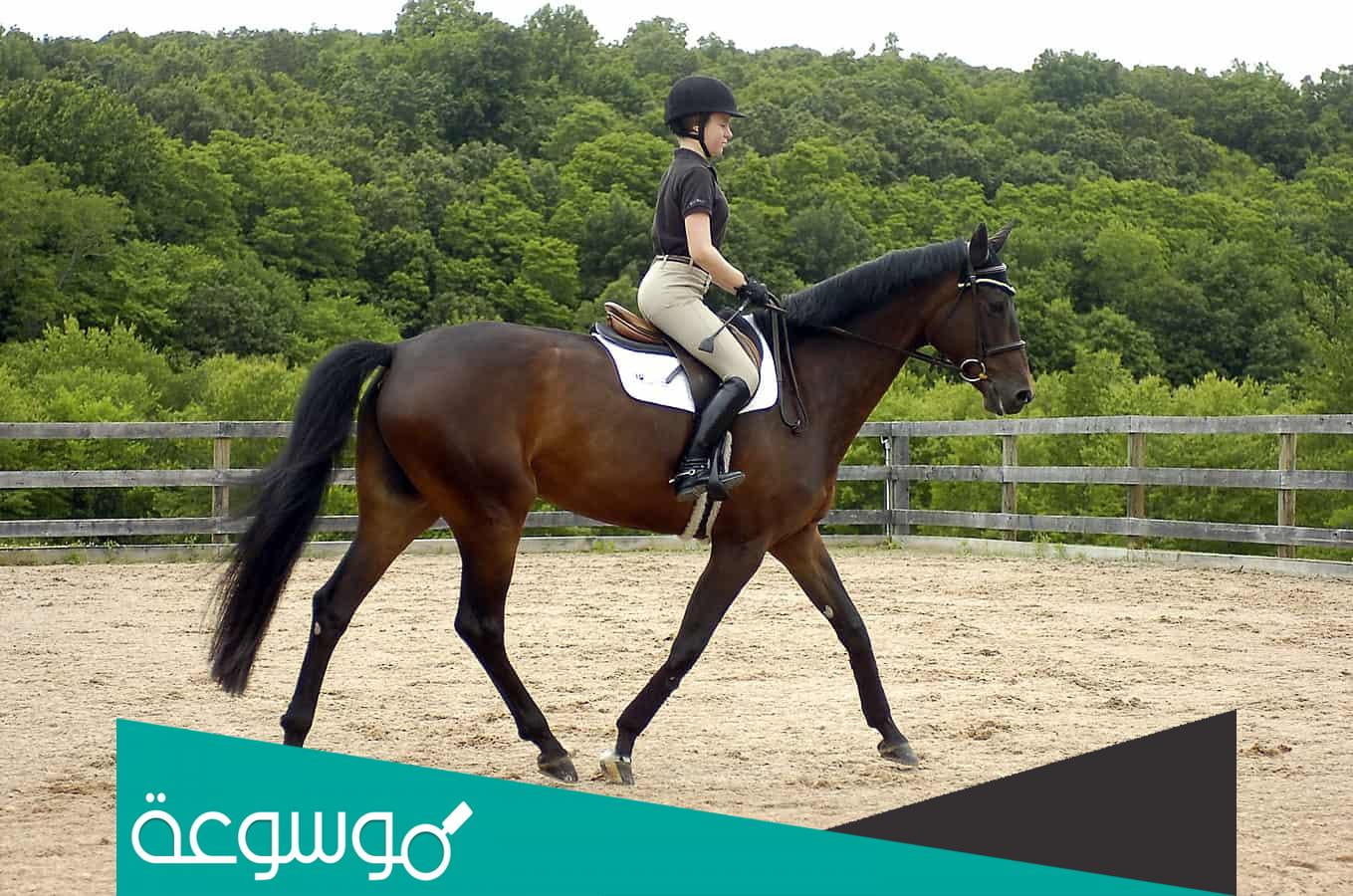 نصائح قبل ركوب الخيل للحماية من الإصابة