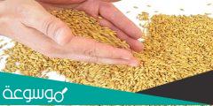 كم تبلغ أسعار الشعير في السعودية الجديدة
