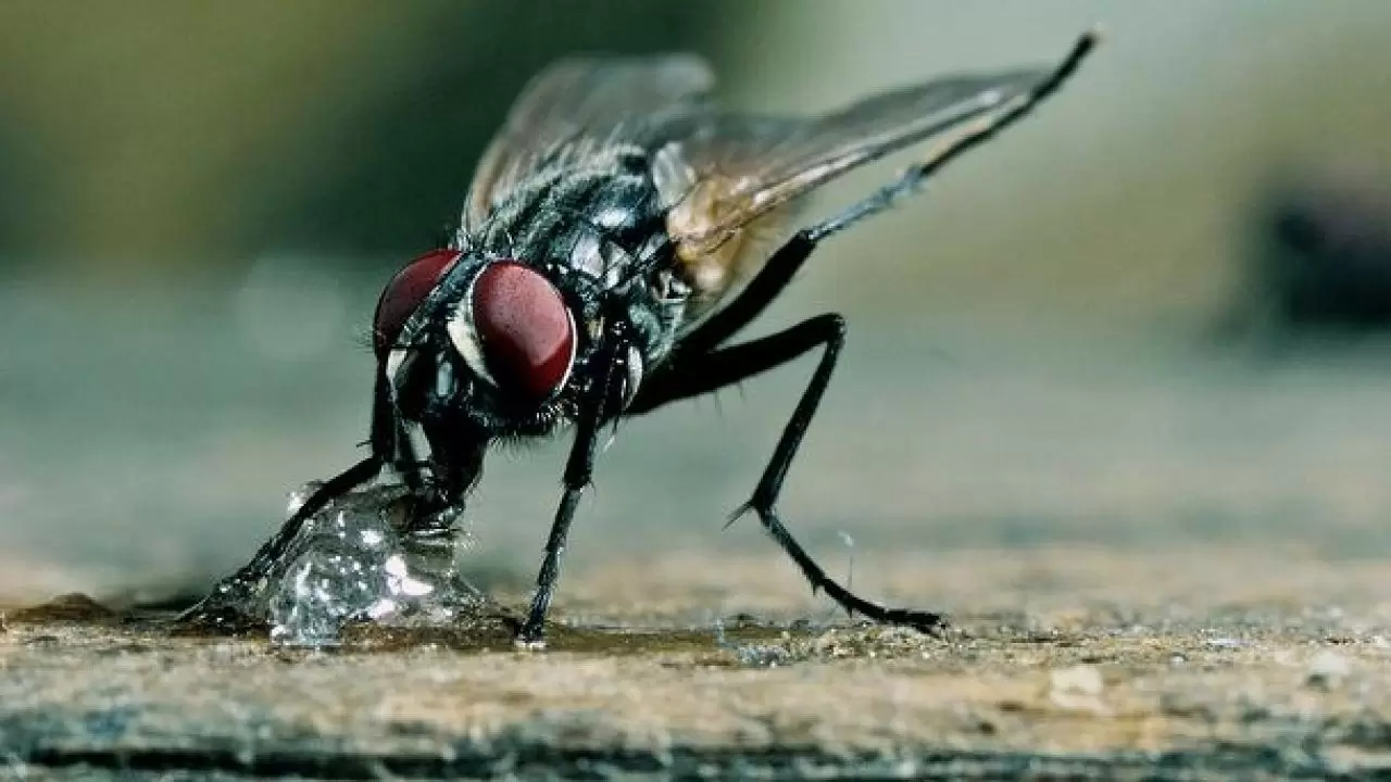 ما هي فوائد الذباب للإنسان وأهم المعلومات عن الذباب