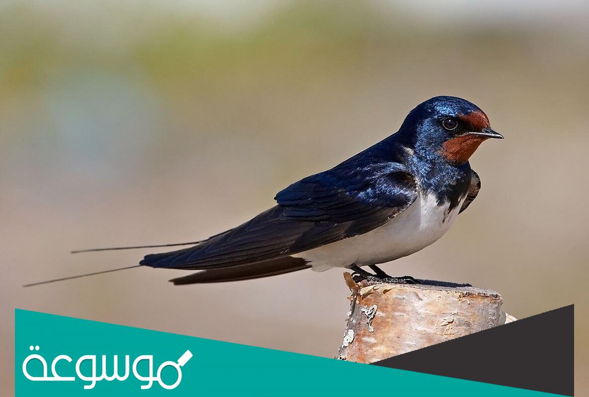 مميزات طائر السنونو واهم معلومات عنه وعن نمط حياته