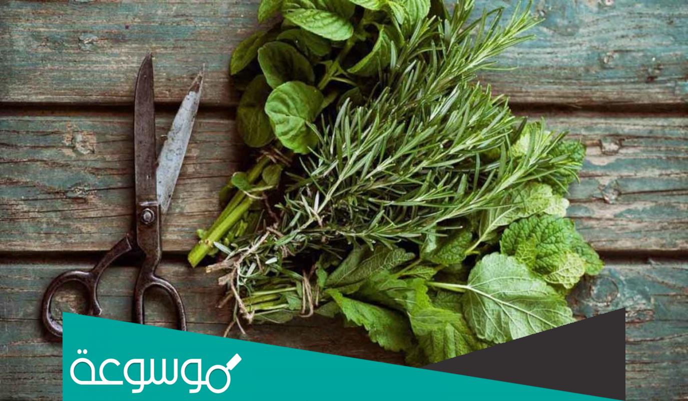 عشبة المدينة لإسقاط الجنين ما طريقة استخدامها